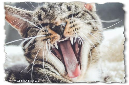 Un joli chat qui baille