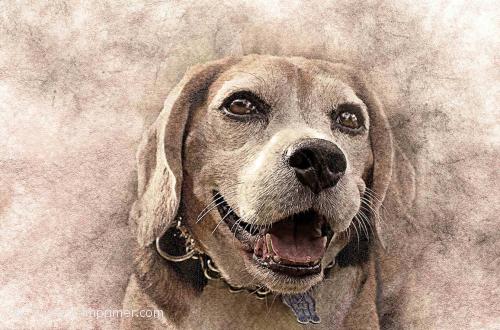 Chien Jolie carte postale portrait d'un chien