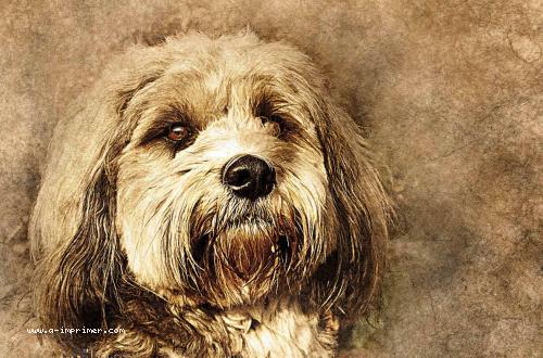 Jolie carte postale portrait d'un chien
