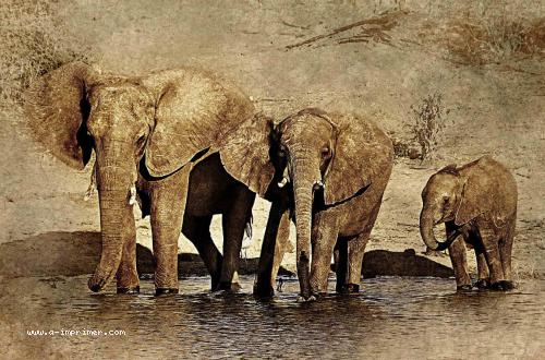 Carte postale de plusieurs éléphants