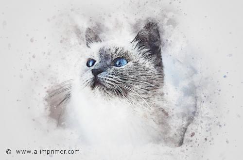 Chat Carte postale d&un chat