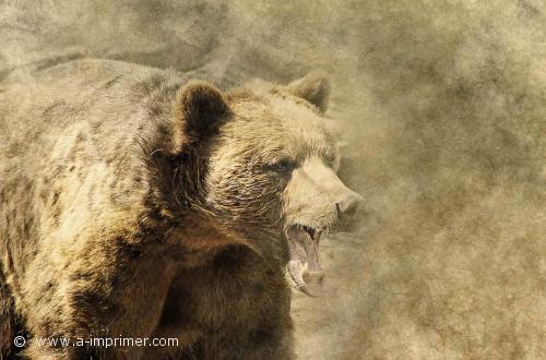 Ours Carte postale d'un ours brun.