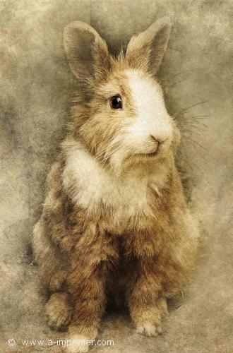Lapin Carte postale d'un lapin