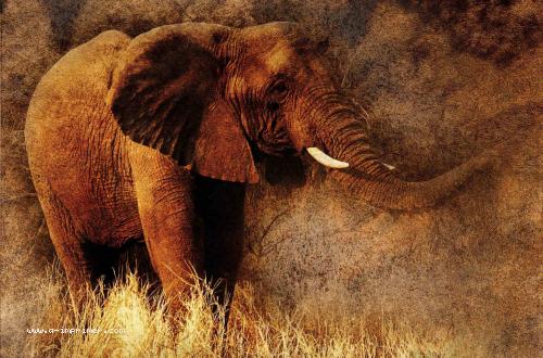 Carte postale d'un éléphant