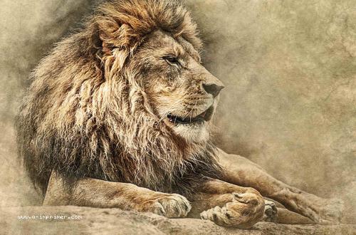 Carte postale d'un lion