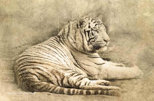 Carte postale d'un tigre