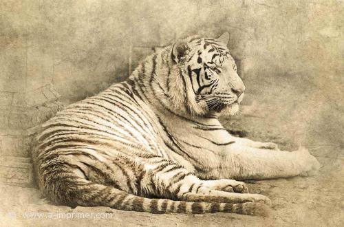 Tigre Carte postale d'un tigre