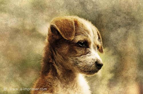 Petit chien Carte postale d'un petit chien