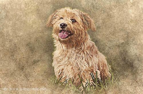 Petit chien Carte postale d'un petit chien