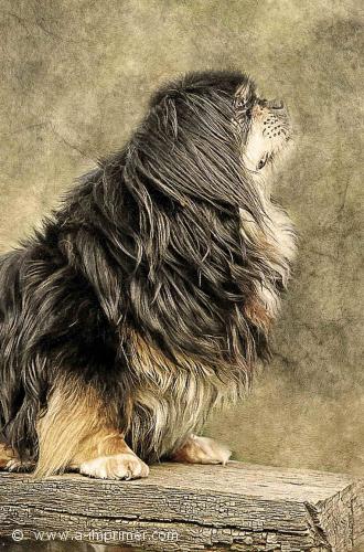 Chien Carte postale d'un chien