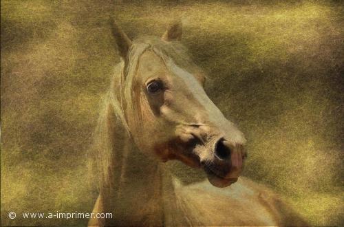 Cheval Carte postale d'un cheval