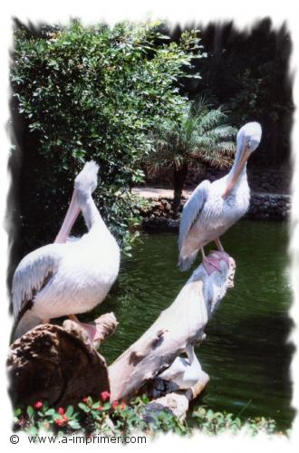 Pelican Carte postale d'un pélican.
