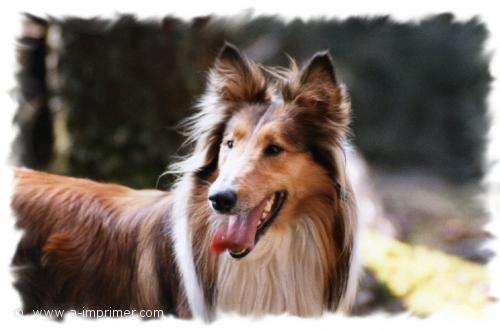 Jody Carte postale d'un chien berger d'Ecosse (Colley).