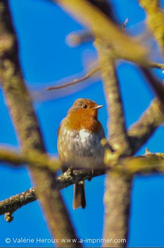 Jolie photo d'un petit oiseau