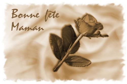 La rose Carte postale d'une rose pour la fête des mères.