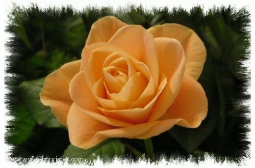 Rose orange Recevoir des fleurs, ça fait toujours plaisir. Offrez cette rose orange.