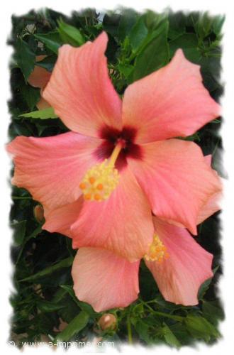 Fleur rose Recevoir des fleurs, ça fait toujours plaisir. Offrez cette jolie fleur rose.
