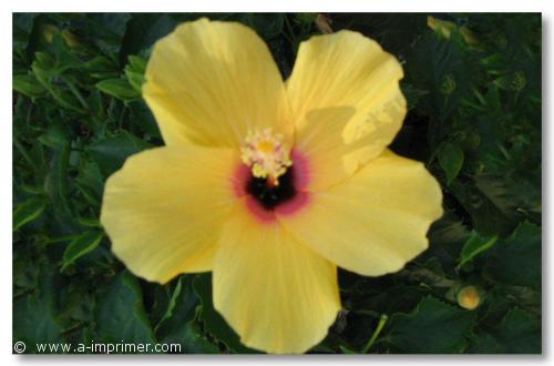Fleur jaune Recevoir des fleurs, ça fait toujours plaisir. Offrez cette jolie fleur jaune.