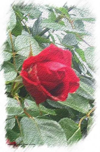 Offrez cette rose rouge  votre amour pour lui prouver votre passion sincre.