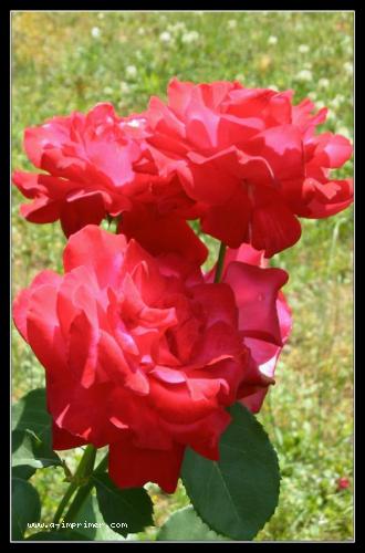 Offrez ce bouquet de roses rouges  votre amour pour lui prouver votre passion sincre.