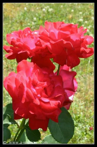 Roses Offrez ce bouquet de roses rouges à votre amour pour lui prouver votre passion sincère.