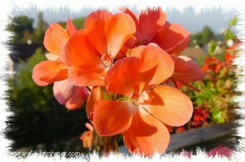 Fleurs oranges Envoyez ce joli bouquet à une jolie personne.