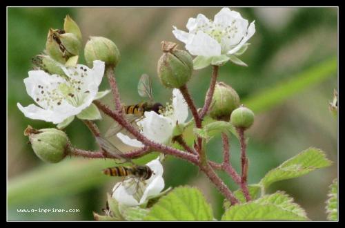 Des mouches  miel butinent des petites fleurs blanches.