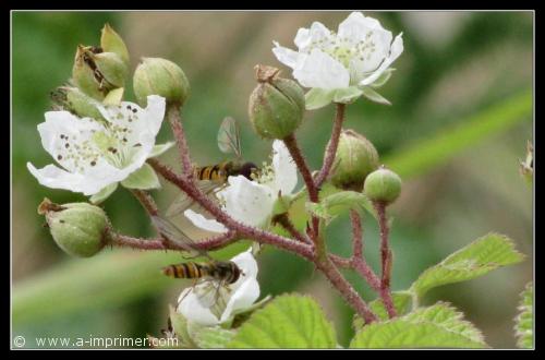 Des mouches  miel butinent des petites fleurs blanches.