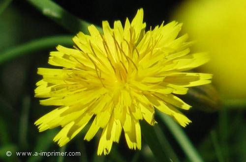 Fleur de pissenlit Envoyez cette fleur de pissenlit pour exprimer votre jalousie.