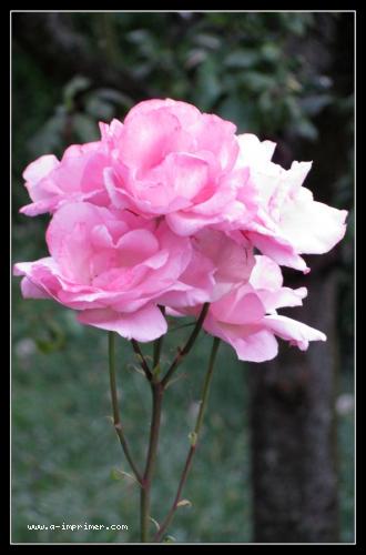 Offrez cette rose  une jeune maman,  votre mre,  votre amour en gage de fidlit, ou bien  une personne pour avouer votre attirance.