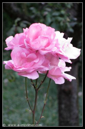 Une rose Offrez cette rose à une jeune maman, à votre mère, à votre amour en gage de fidélité, ou bien à une personne pour avouer votre attirance.