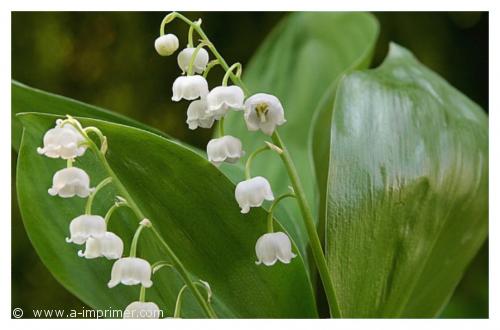 Muguet Symbole d’amour et de bonheur, offrez ce brin de muguet le 1er mai.