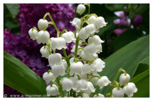 Symbole damour et de bonheur, offrez ce brin de muguet le 1er mai.