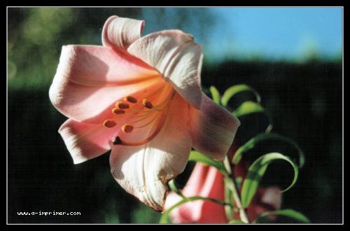Dans le langage des fleurs, le lys symbolise la douceur et la puret.