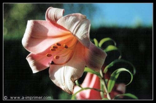 Dans le langage des fleurs, le lys symbolise la douceur et la puret.