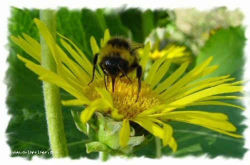 Carte postale d'une abeille qui butine une fleur.