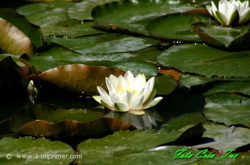 Nénuphar blanc Pour lui dire que vous pensez à lui/elle. Offrez lui ce nénuphar blanc.