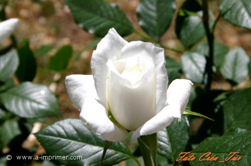 Rose blanche Carte postale d'une rose blanche.