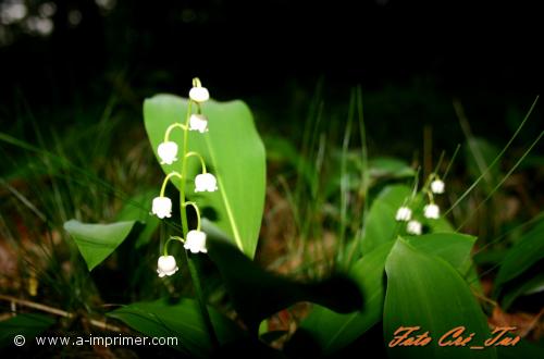 Symbole damour et de bonheur, offrez ce brin de muguet le 1er mai.