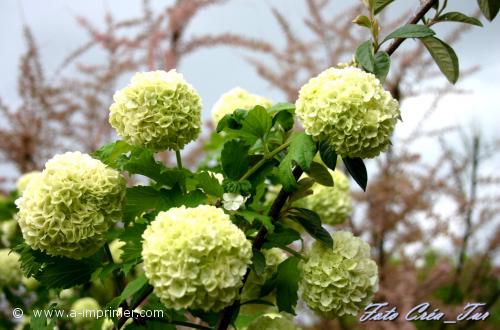 Carte postale d'hortensias.