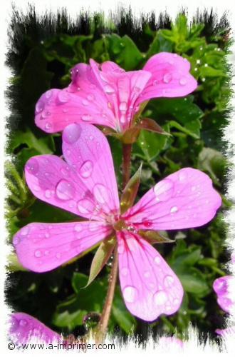 Geranium Offrez ce géranium pour exprimer la gentillesse.