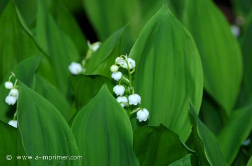 Muguet Brun de muguet