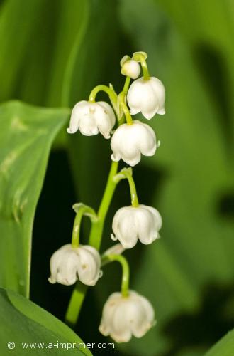 Brun de muguet