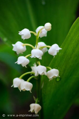 Brun de muguet