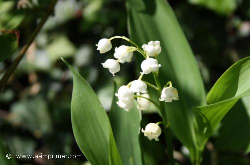Muguet Brun de muguet