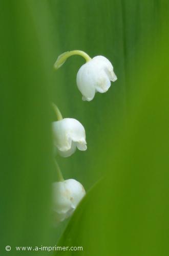 Brun de muguet