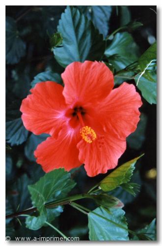 Hibiscus Carte postale d'un hibiscus.
