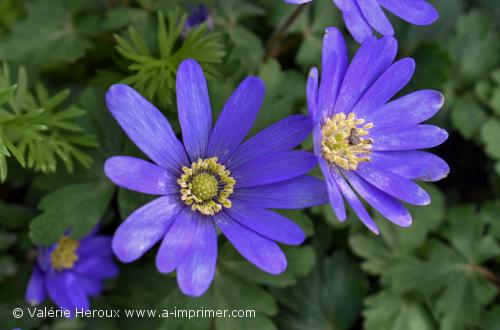Au jardin Une jolie Fleur de jardin