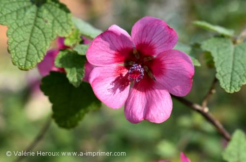 Une jolie fleur de jardin