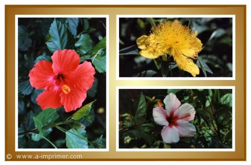 Assortiment Carte postale d'un assortiment de fleurs.